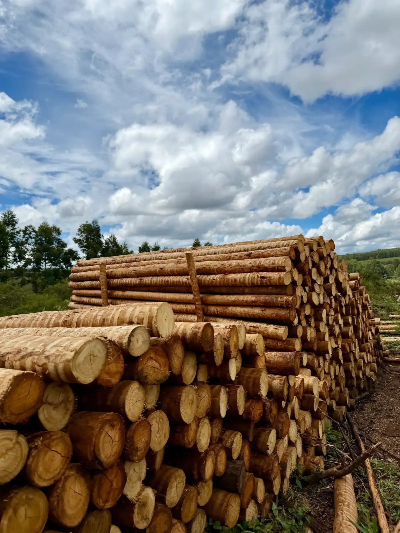 Estoque de madeira imunizada